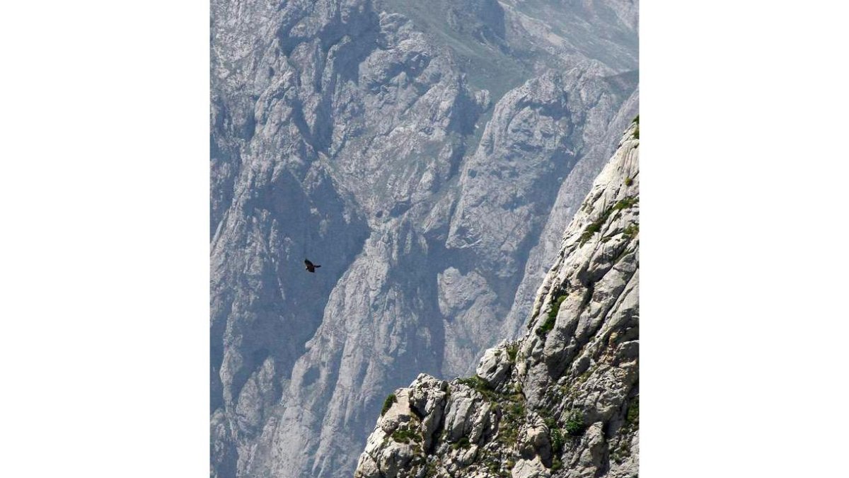 Naturaleza inmensa enlos Picos de Europa, sobrevoladospor un quebran-tahuesos.
