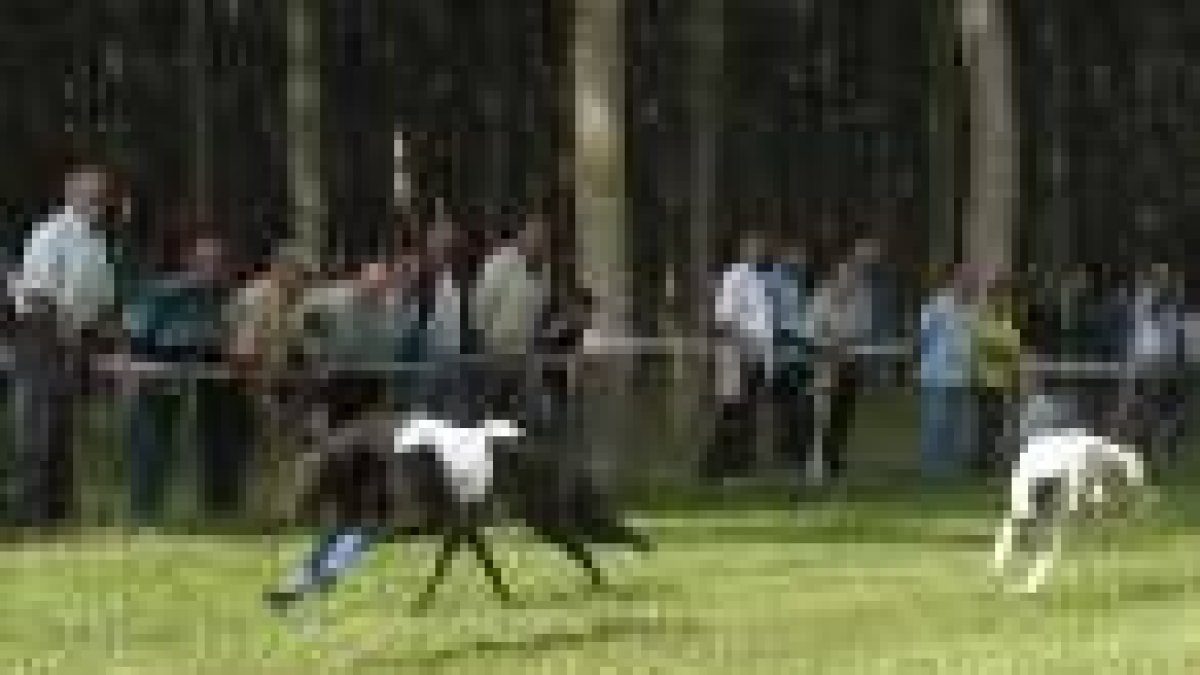 Carrera de galgos ingleses en la modalidad de 500 metros ayer, en Coyanza