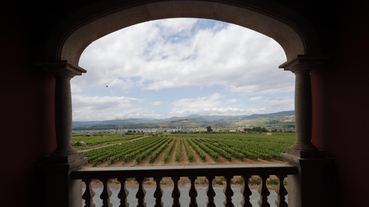 Vista del viñedo de la Bodega Ribas del Cúa y del paisaje de la zona en la que se ha proyectado la planta solar. L. DE LA MATA