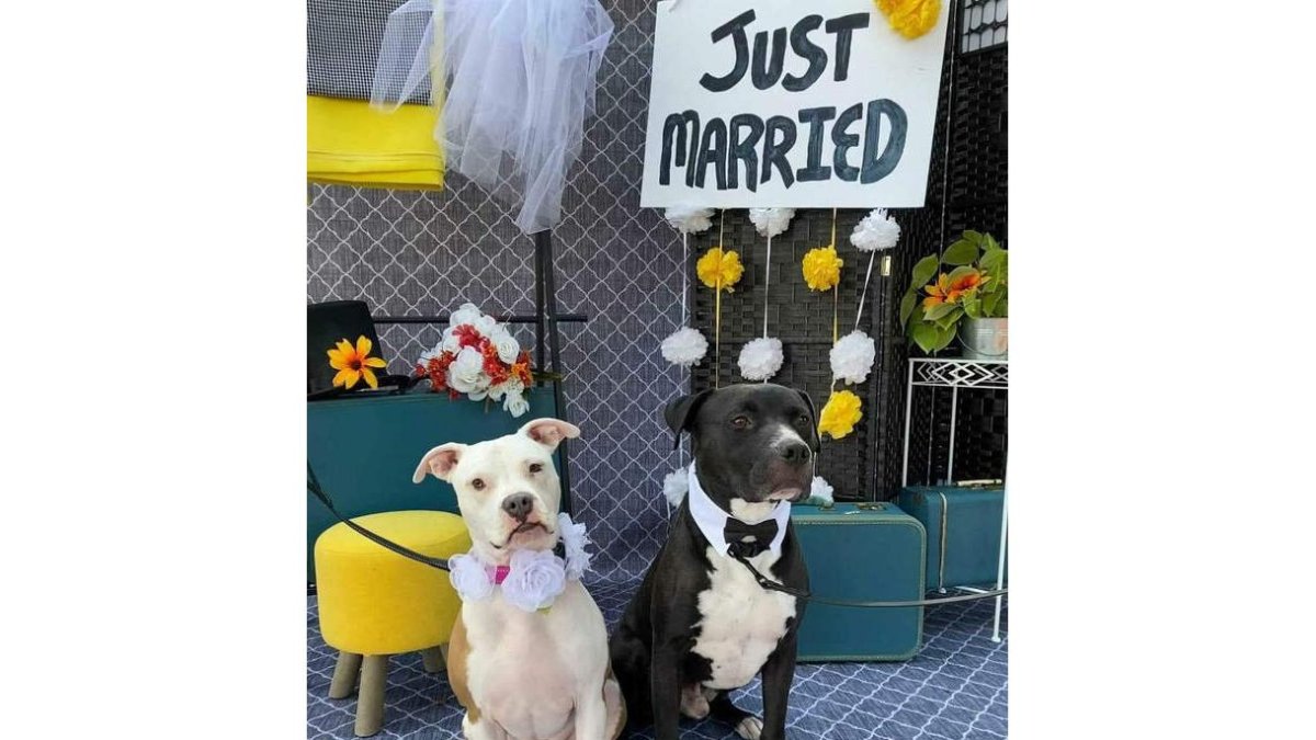 Foto de dos perros que participaron en el evento anterior en Illinois. DANIEL DUSTY