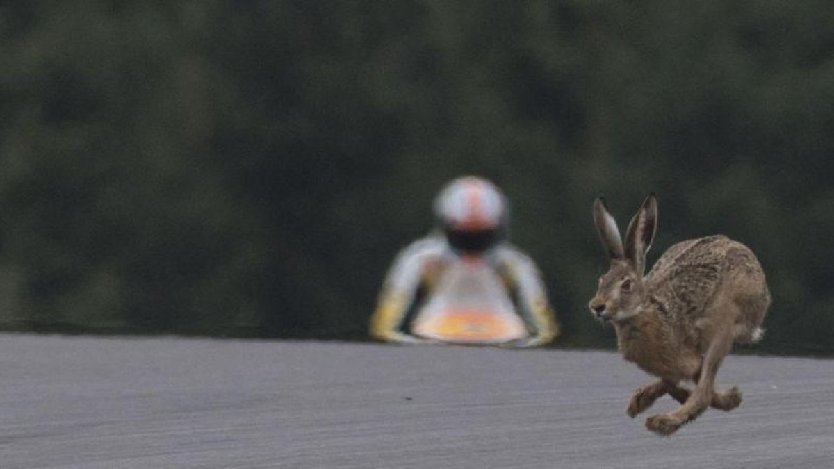 Una liebre cruza la pista de Spielberg, durante los entrenamientos de hoy del GP.