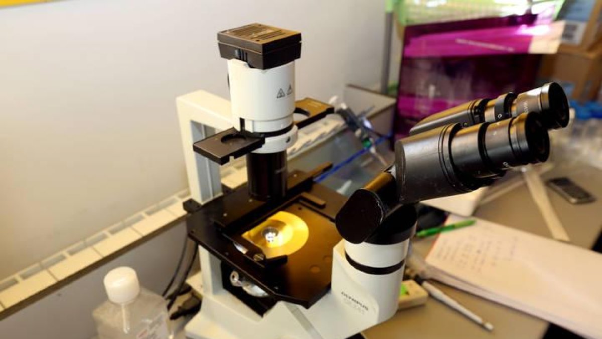 El transportador Abcg2 afecta a los niveles en plasma y tejidos de los lignanos y sus metabolitos