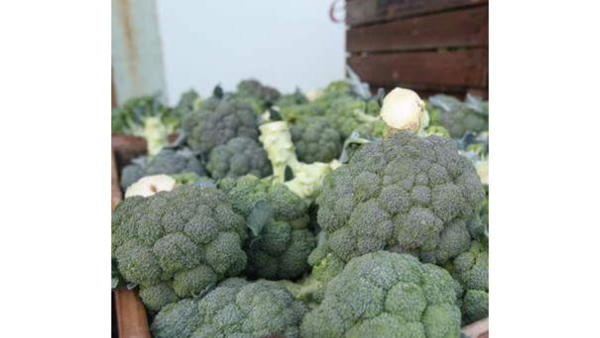 Productos hortícolas de León.