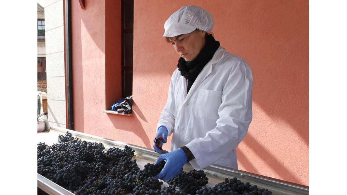 Momento de recepción de uva en una bodega del Bierzo.