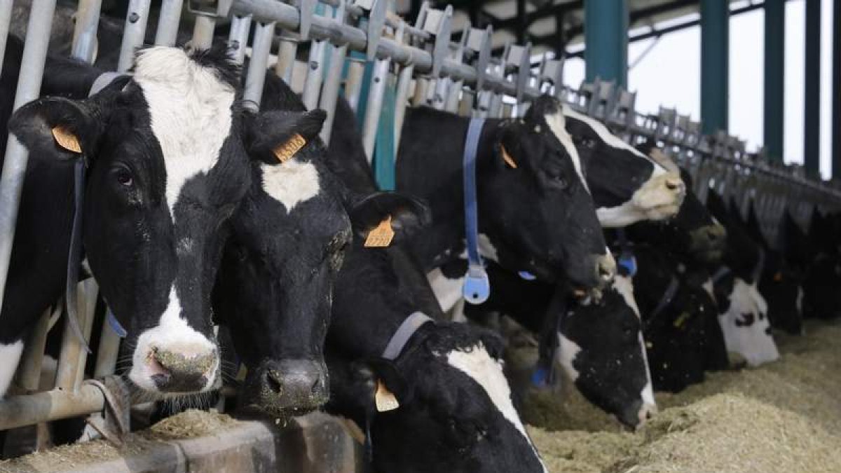 Los costes de explotación suben de nuevo para las granjas de vacuno de leche. RAMIRO