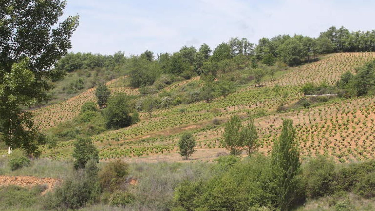 Congosto, San Miguel, Almázcara y Cobrana delimitan una zona geográfica muy interesante para la producción de mencía.