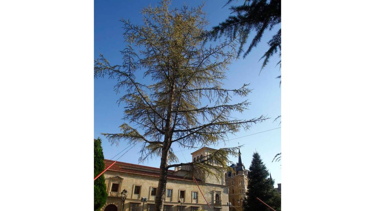 El cedro del Himalaya que adorna el Parque del Cid, ahora más lejos de la muralla.