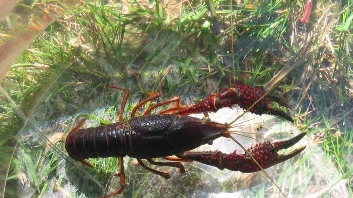 Ejemplar de cangrejo rojo, una especie de interés para muchos aficionados a la pesca. DL.