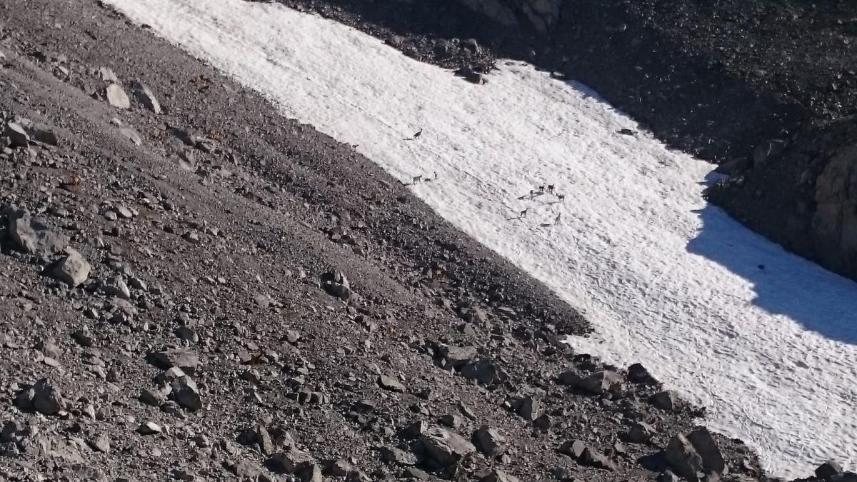 Imagen de rebecos en un nevero de Collado Jermoso