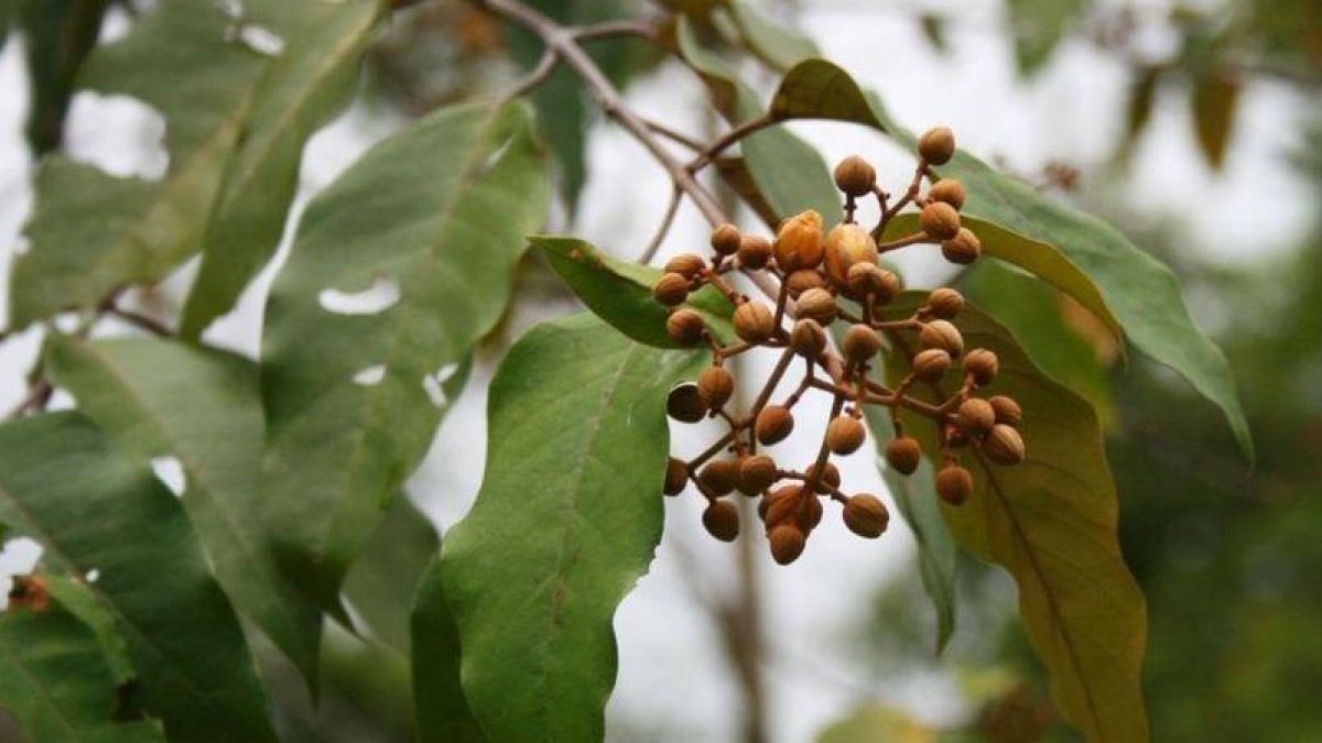 Un ejemplar de Vismia baccifera.