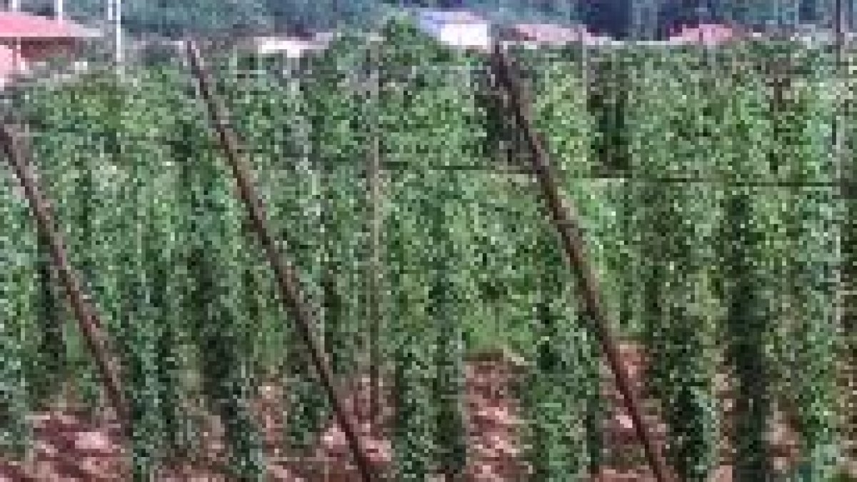 Una plantación de lúpulo en la provincia de León, en una imagen de archivo