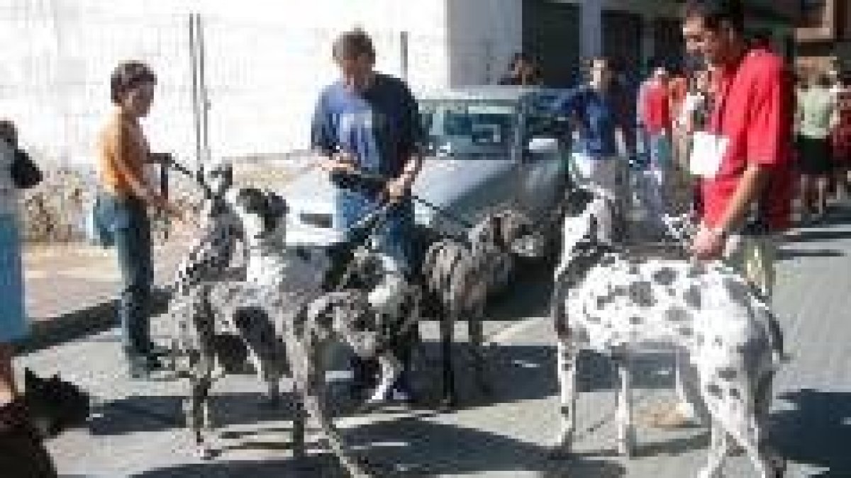 Una gran variedad de perros participó ayer en el concurso canino