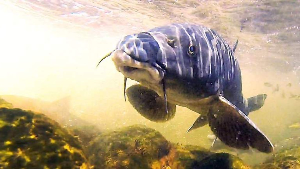 Imagen del documental ‘Durienses’, rodado en ríos leoneses. BICHO PRODUCCIONES