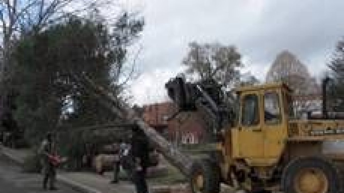 Uno de los árboles que se derribaron ayer en el antiguo parque de Juan de Ferreras