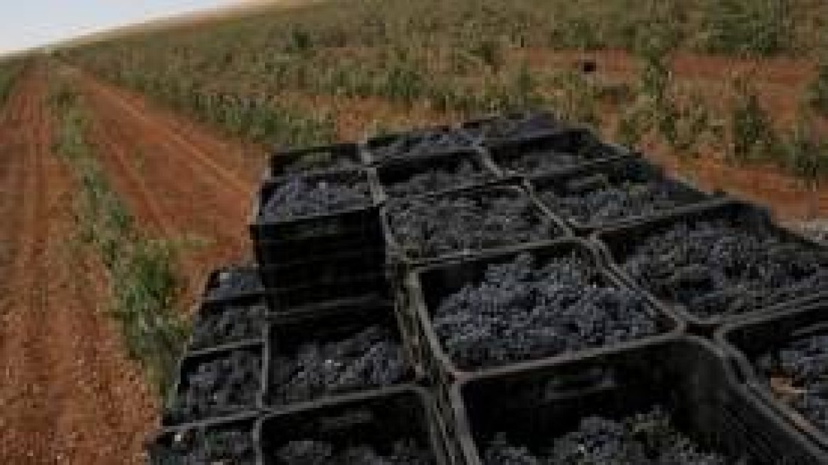 Tareas de recolecta de uva en viñedos de la asociación de vinos de calidad Tierras de León