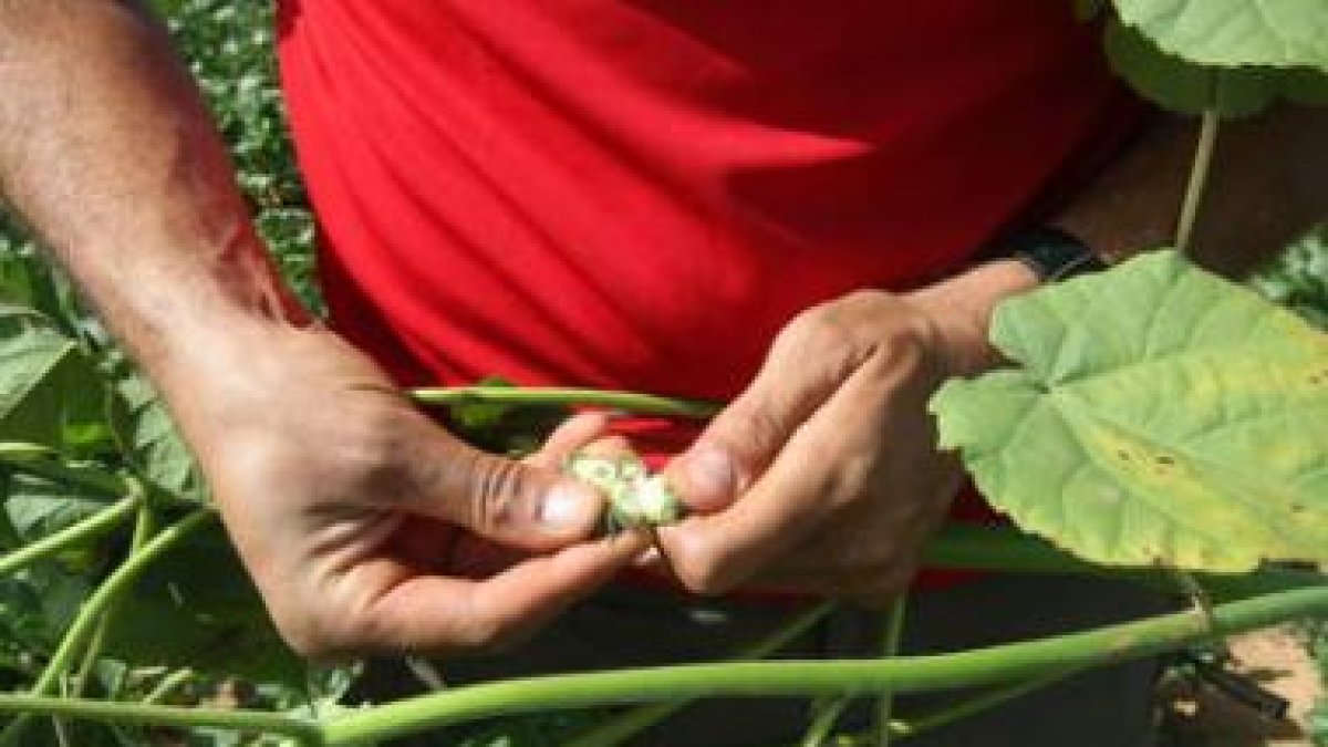Un cultivador muestra las semillas de la planta tropical que se ha instalado como una plaga en la ve