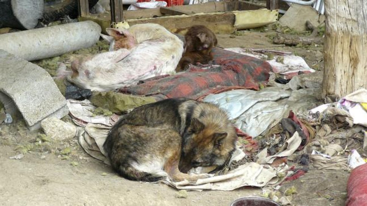 Muchos perros son abandonados sin comida ni bebida, en condiciones deplorables.