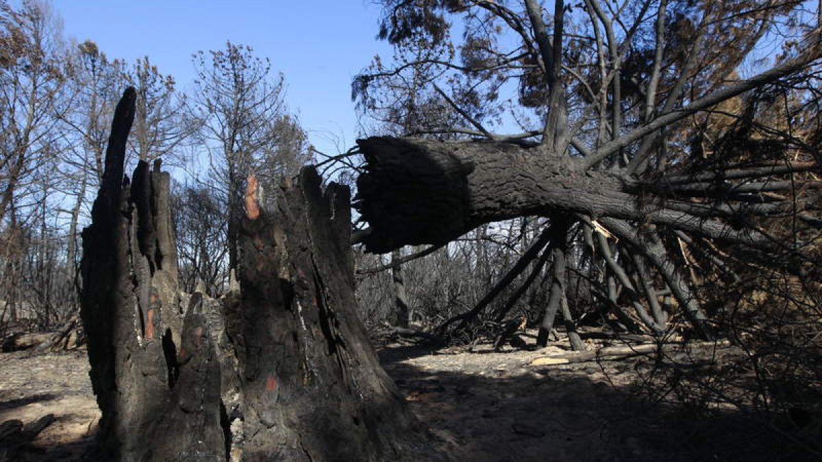 El incendio calcinó en agosto cerca de doce mil hectáreas de trece pueblos del Teleno.