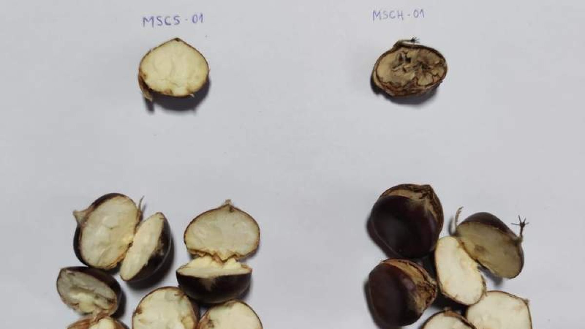 Un grupo de castañas sanas, junto a otro grupo de castañas afectadas por el hongo. MESA DEL CASTAÑO