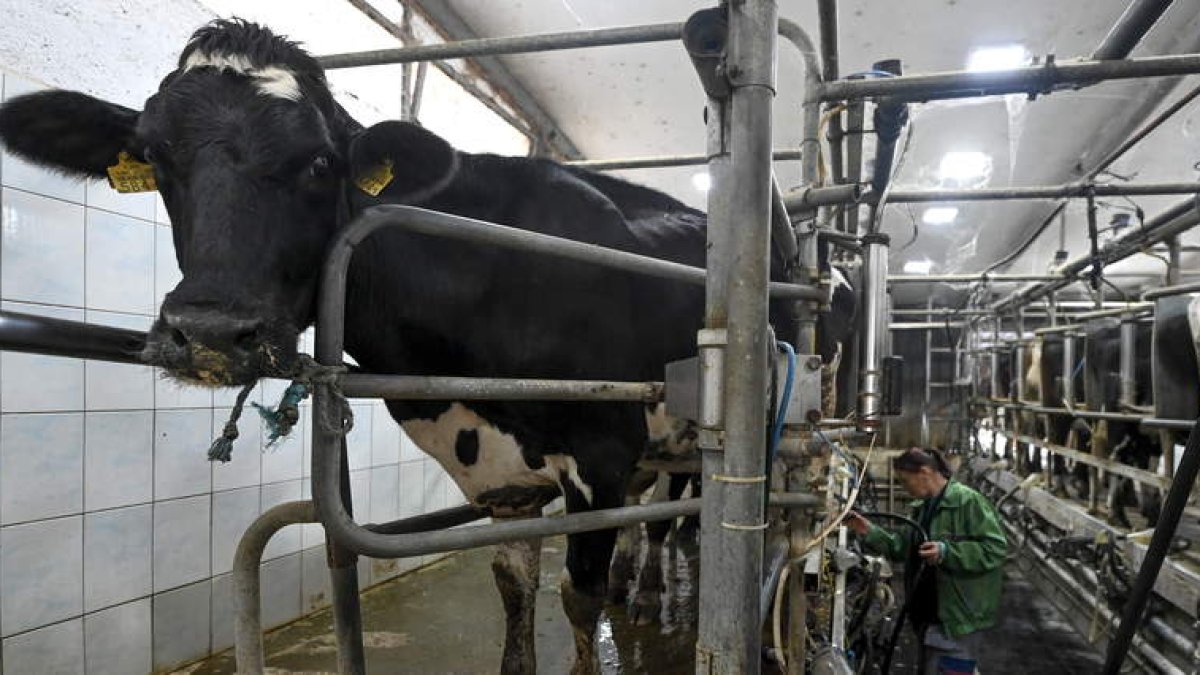 Ganado vacuno en la sala de ordeño. efe