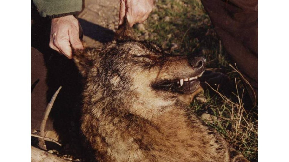 El lobo es una de las especies cinegéticas de caza mayor más apreciadas y valoradas.
