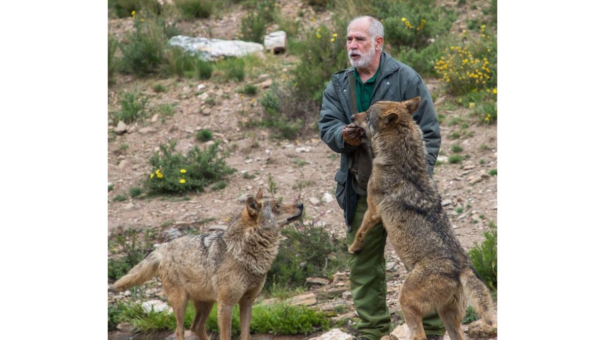 El biólogo Carlos Sanz, junto a algunos de los lobos del centro sanabrés. EDUARDO MARGARETO