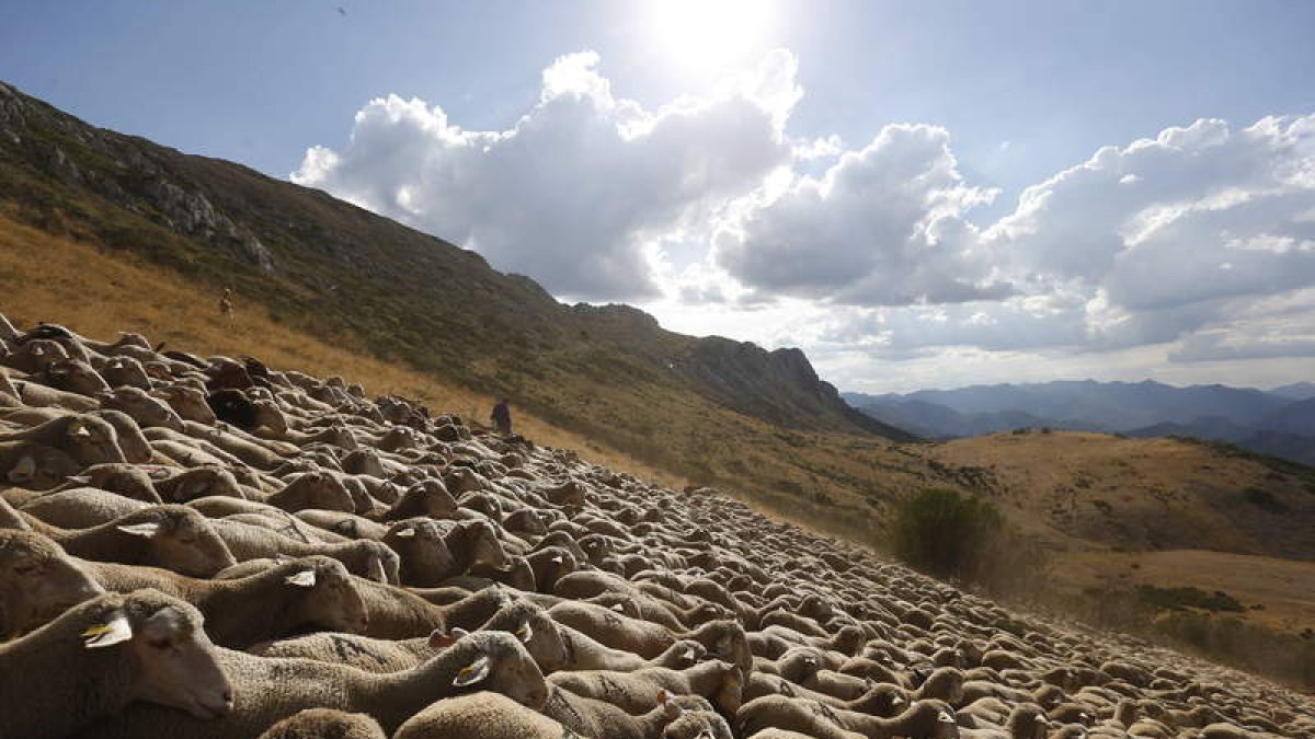 Rebaño de merinas en los montes de Aralla, donde sufren en silencio las invasiones del ganado mayor de Geras, pueblo limítrofe.