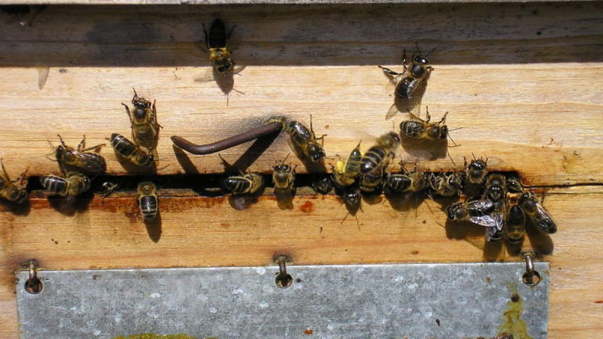 Las abejas son una pieza clave para el ecosistema por la polinización, que resulta fundamental para muchos cultivos.
