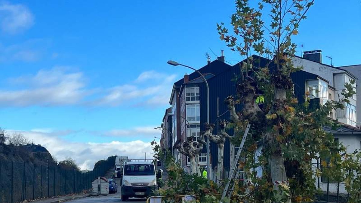 Poda de árboles difundida por el Ayuntamiento de Ponferrada. DL