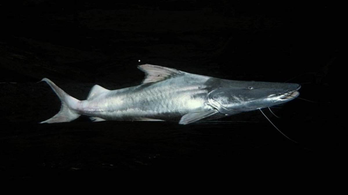 Un ejemplar de pez dorado o 'Brachyplatystoma rousseauxii', una especie de bagre amazónico