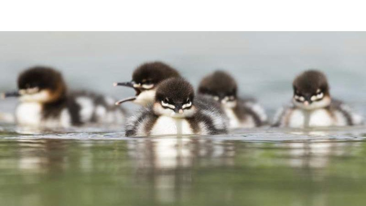 Varias crías de pato de la especie serrucho se deslizan por las aguas del río Isar, en Múnich (Alemania). EFE/MATTHIAS BALK