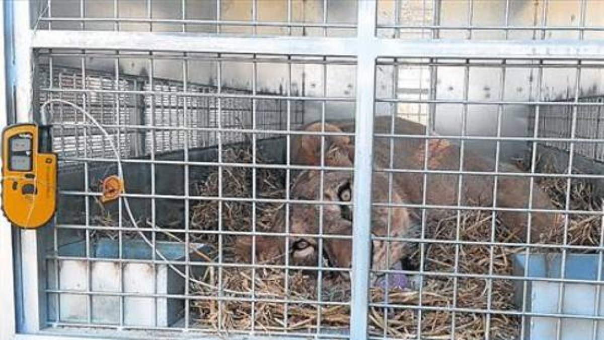 Anestesiado 8 Uno de los leones de Aqualeón, sedado en una jaula, antes de ser trasladado a EEUU, ayer.
