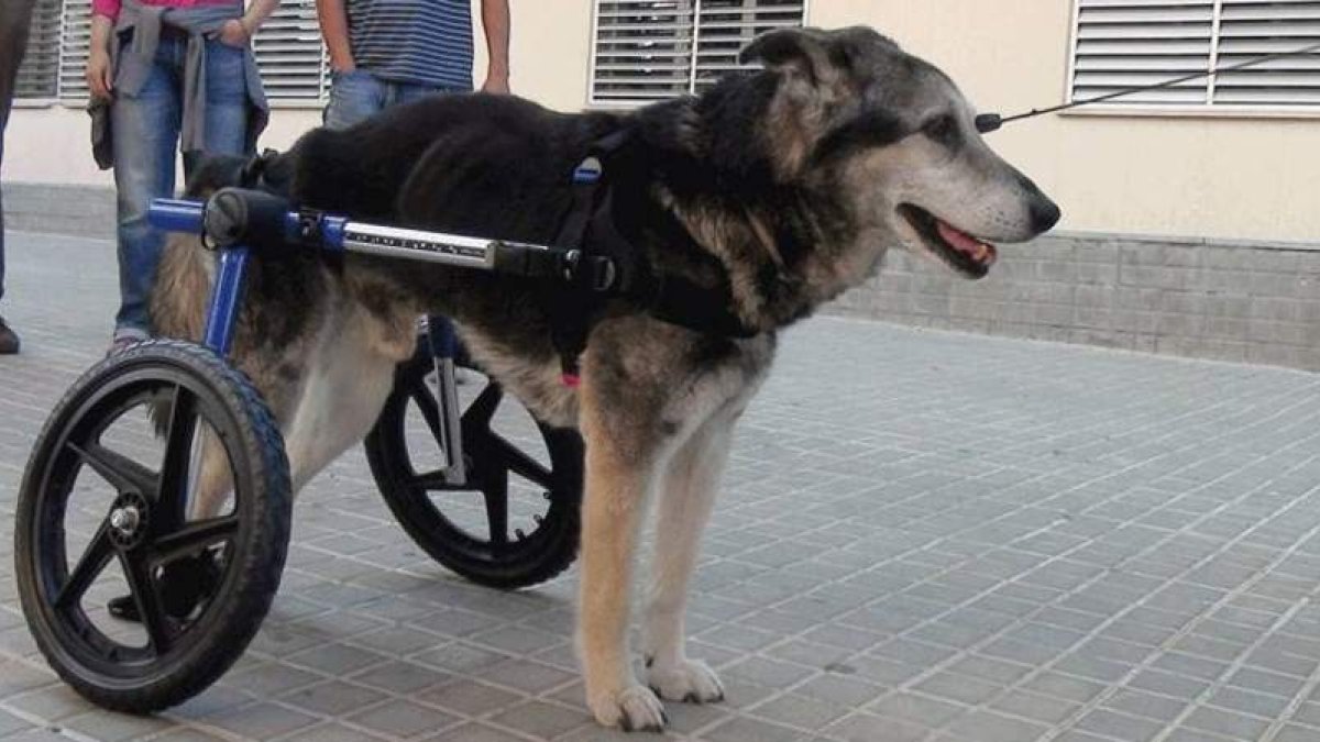 Un perro con una de las sillas de ruedas del inventor español