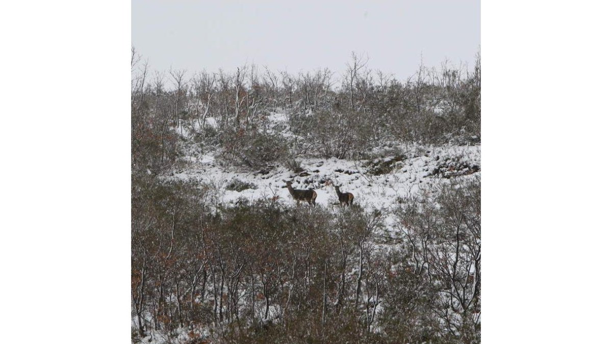 Imagen de la reserva de Picos. NORBERTO