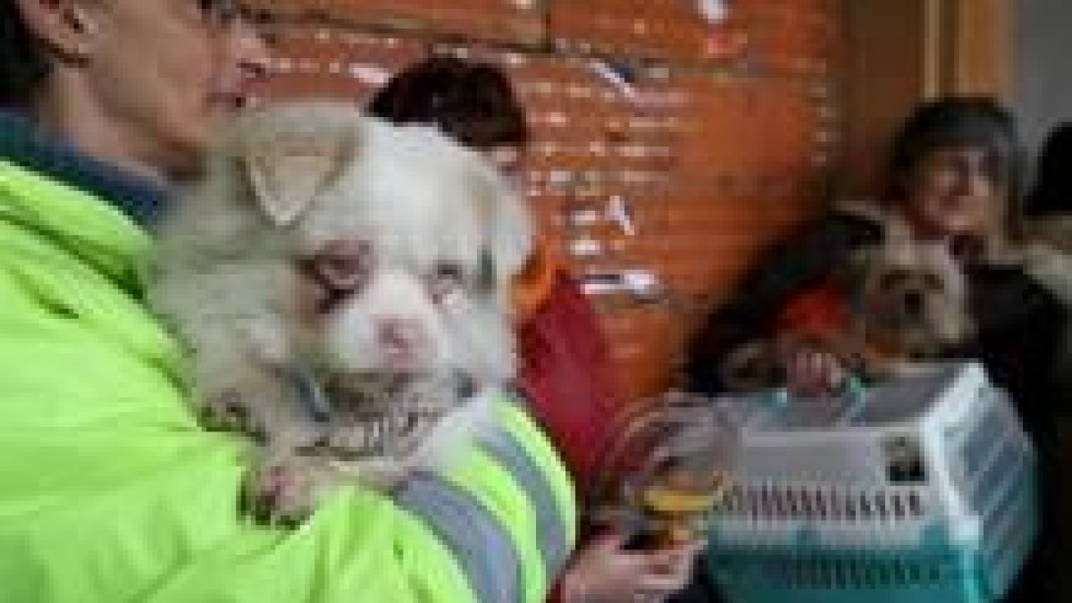 Un perro espera la bendición del santo en brazos de su dueña