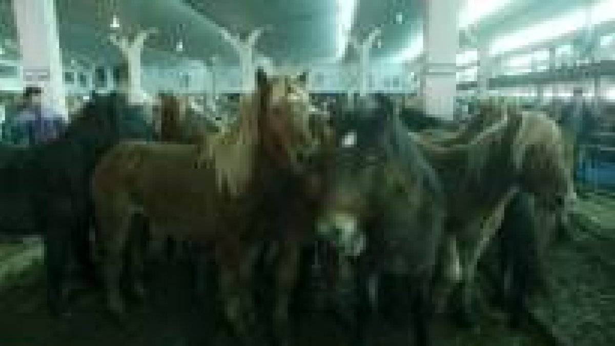 El ganado con destino a consumo de carne dominó otra vez el mercado equino de febrero