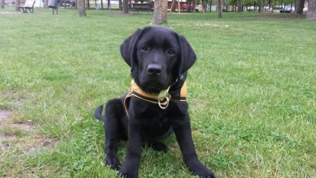 El perro que Marcos tendrá a partir de junio se encuentra en la fase de adiestramiento