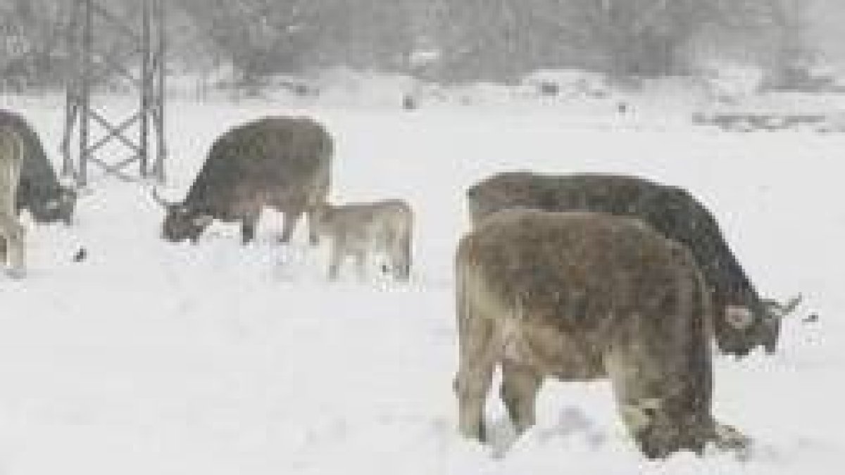 El temporal también afectó a los pastos y a los animales de varias zonas de la povrincia leonesa