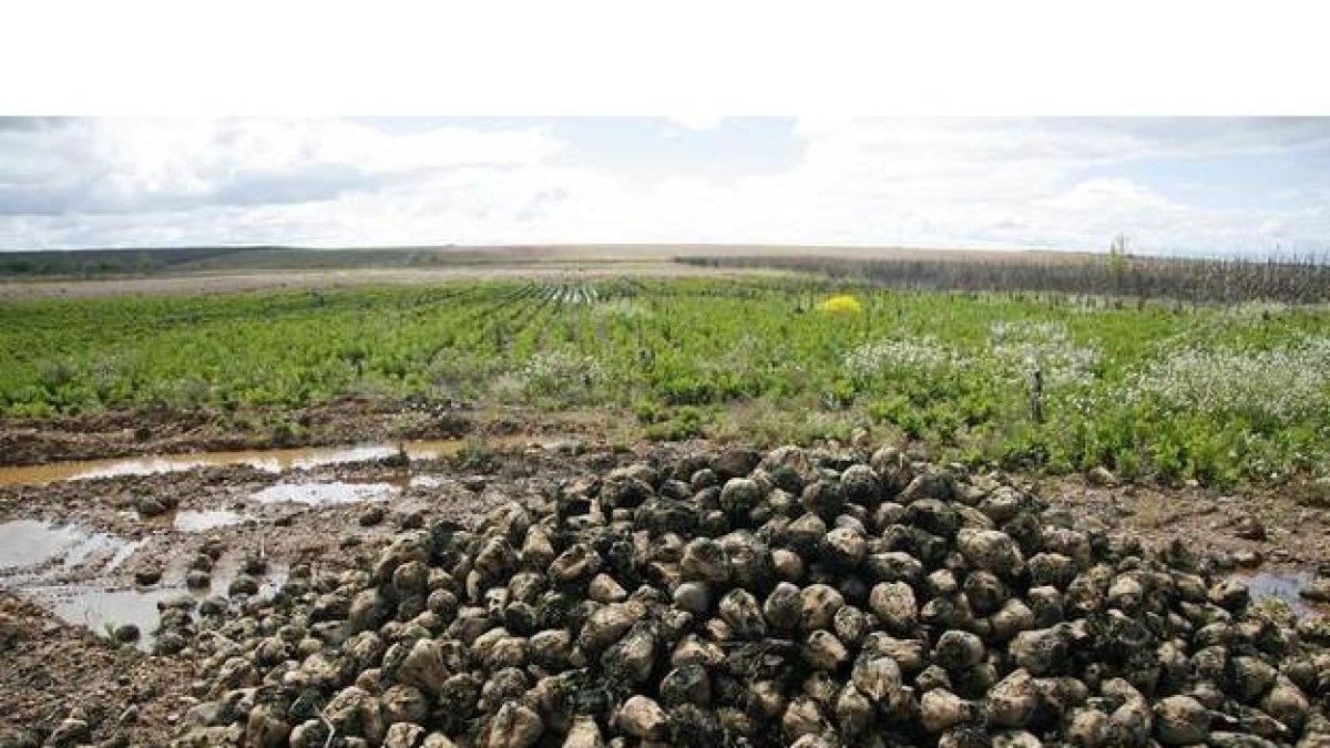 Cultivos anegados por el agua