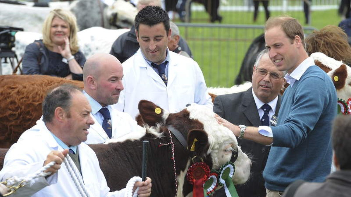 El príncipe Guillermo acaricia a una vaca durante su visita a una feria en Anglesey (Reino Unido).