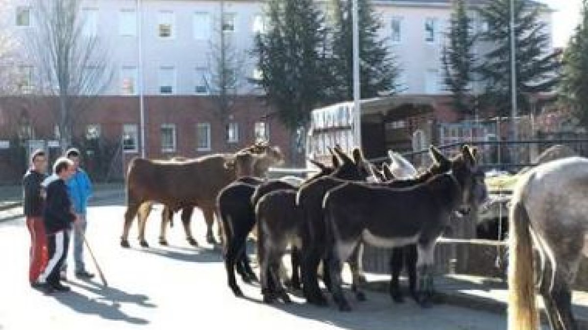 Los burros llamaron mucho la atención a la gente.