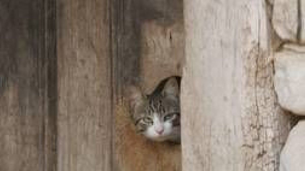 Esta parásito afecta a los perros, pero también a los gatos y a los hurones