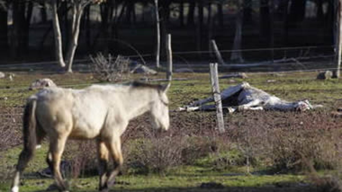 Al fondo, uno de los caballos fallecidos yace en el suelo
