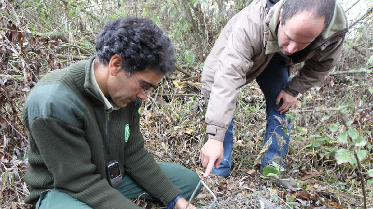 Un agente medio ambiental prepara una trampa contra visones.