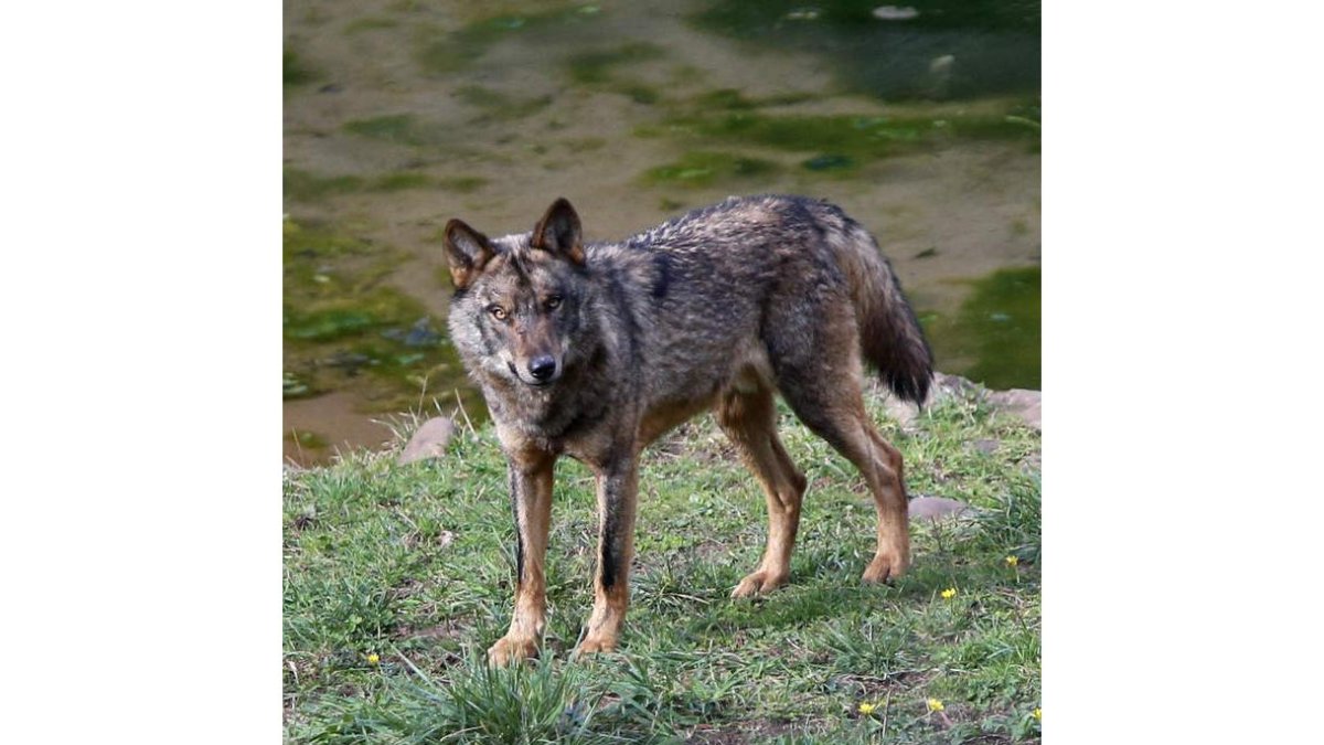 El lobo ha causado menos daños este invierno. J. L. CEREIJIDO