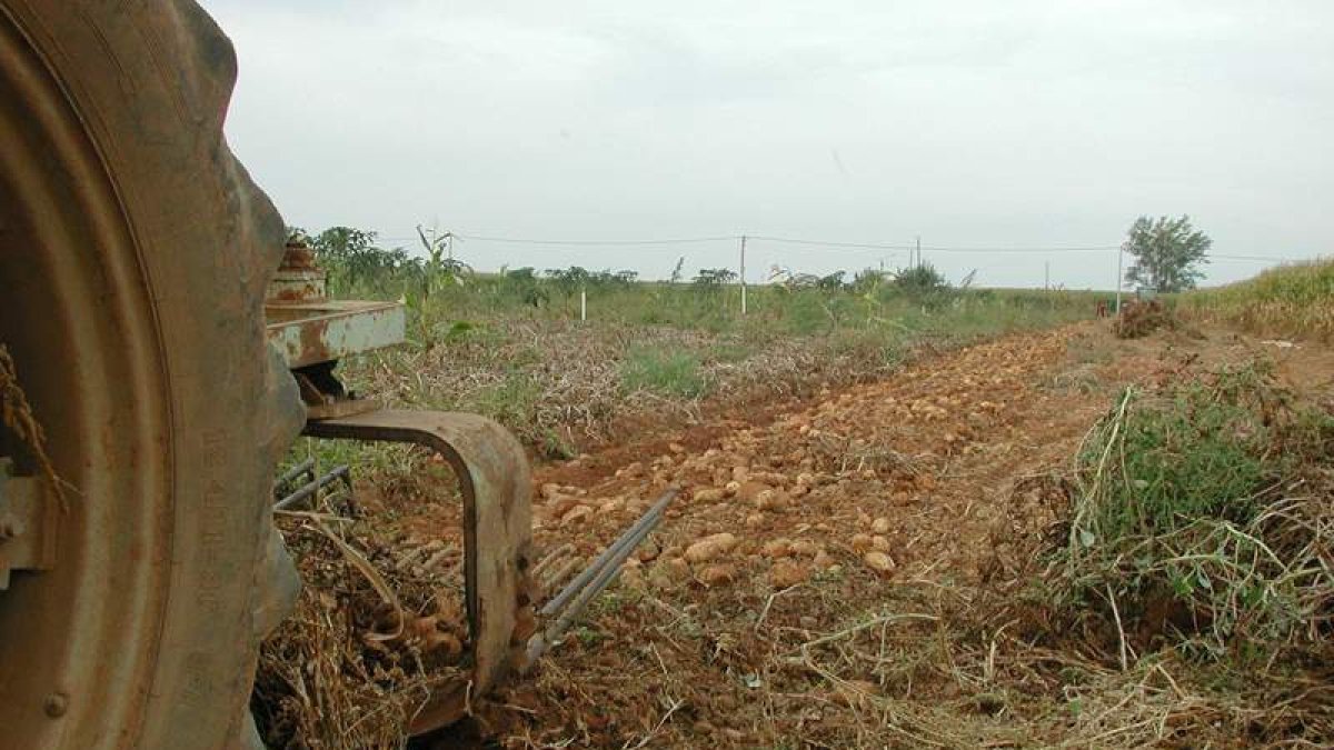 Recogida de patatas en una finca del Páramo. MEDINA