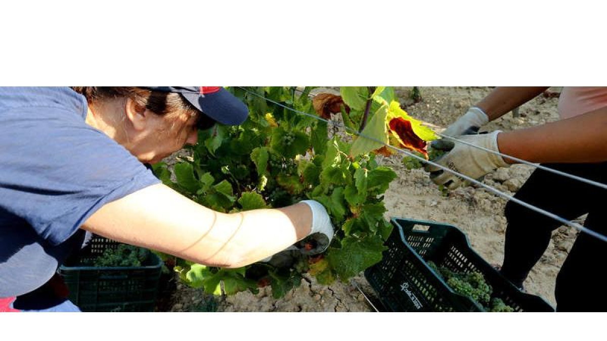 Los primeros racimos de uva recolectados en la comarca para vinificación se volvieron a recoger en las viñas de Canedo.
