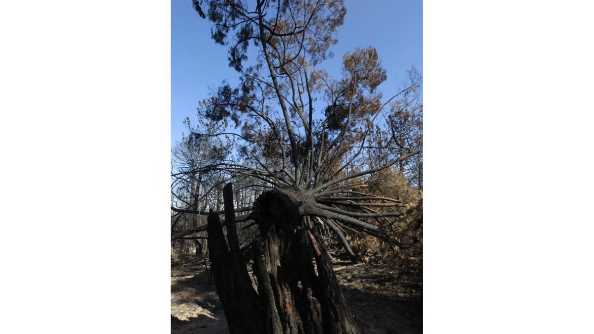 El incendio registrado en agosto arrasó miles de árboles.