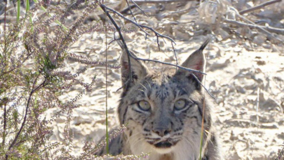 El lince desapareció de los montes leoneses en los años 60. DL