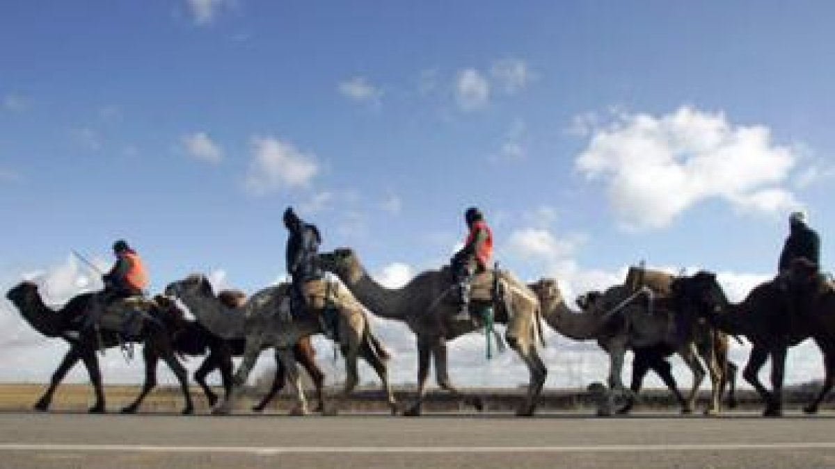 Camellos y caballos con peregrinos se dirigen a Santiago.